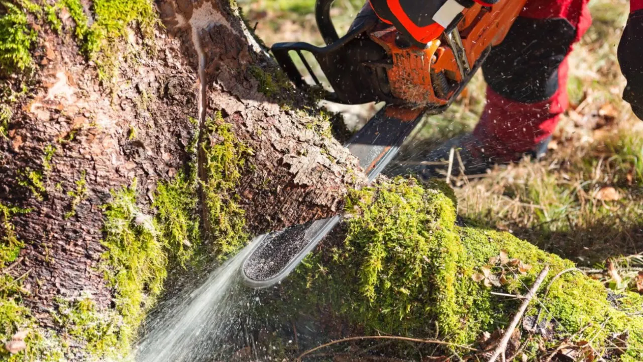 Trimming Services