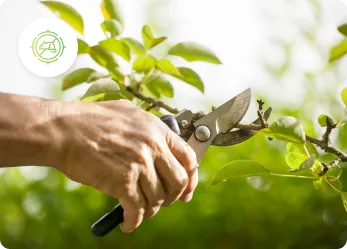 Plant Health